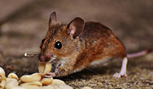 24 Hour & Emergency Exterminators in Troutville, PA